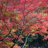 “ジジババツアー御一行様”はきょうもゆく（紅葉進む夏井川渓谷・・・）