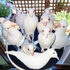 「ゴム鳩🐦との付き合い２０年」  ※２０２１年７月２０日（火）掲載（東奥日報：明鏡欄㉚）新聞投稿 明鏡欄（東奥日報：地元紙）
