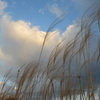 冬雲・旭日・枯尾花