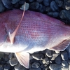 Ｉ浜・・・マダイ釣行　次郎・三郎🐟