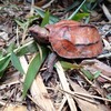 リュウキュウヤマガメ🐢