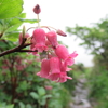 ◆'17/7/1     月山…花を眺めながら②