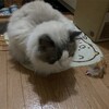 今朝は早起きしたふくちゃん