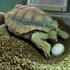 2度目の産卵