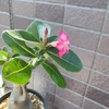 【観葉植物】アデニウム・アラビカム　～adenium arabicum～