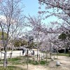 2020年　桜咲く