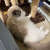 ゲリラ豪雨でもY子がお休みで安心のふくちゃん