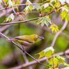 県内で初観察（個人的に）憧れの＂コマドリ＂そして夏鳥＂オオルリ＂＂キビタキ＂など　　　　野鳥撮影《第487回》