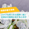 たにログ276 コメリの七福神の正体は、よく間違われる薄葉が特徴のあの品種だった！