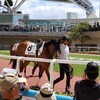 阪神競馬場観戦記３(５R新馬戦)