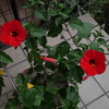  ハイビスカスの花