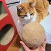 にゃんこと過ごす連休最終日のおさらい！！
