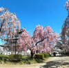 今年は弘前公園(弘前城)の桜まつりに行けました