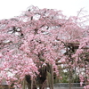 京都 桜？2　醍醐寺・毘沙門堂・東寺・清水寺