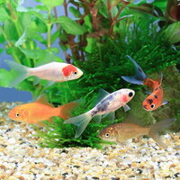 初心者でも飼育できる金魚は 金魚の種類と特徴の飼育難易度別まとめ ａｂｙの熱帯魚図鑑