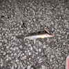 冬は待ちの釣り