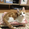 猫紹介 (ソニック編