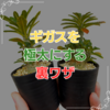 【保存版】ドルステニア・ギガスの育て方｜丸く太らせるプロの技術を徹底解説
