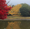 奈良公園の大銀杏