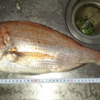 今までにあまり狙ったことがないターゲットの釣りを考える【タイ編】　～妄想釣考物語～