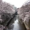 観桜宴のお知らせ