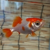 金魚飼育 色んなし過ぎに注意する