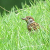 写真のことりさん。  ゆりbird☆