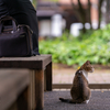 近隣繁華街のねこさん