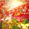 行ってよかった！関東エリアで口コミ評判が高いおすすめ紅葉スポット