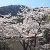 お花見