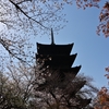 🌸京都　東寺で五重塔と桜を撮影🌸