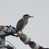 ロックな雰囲気の鳥～ササゴイ