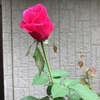 また地方の老舗百貨店が消えた