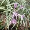 わかった花 2018～2019：25件