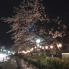 夜桜。