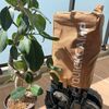 観葉植物の土が乾かない
