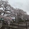 吉川桜並木