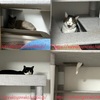 キャットタワーの愉しみ方は三猫三様です。お気に入りの場所の攻防戦もたまに勃発