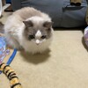 ふくちゃんが物見台から落ちそうになったこと