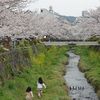 一の坂川の桜と菜の花