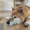 お風呂の蓋まで断捨離したんだった