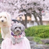 ありんちゃんとお花見散歩&#65290;