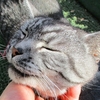 ［239］猫と冒険 帰り道編 その88（ 😺一粒で二度おいしいのニャン👦どっかで聞いた言葉だ。 ）