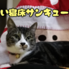 【動画概要】猫ズと暮らす初めてのクリスマス【猫と暮らしているんです】