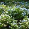 神戸森林植物園