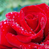 雨の雫を宿す深紅の薔薇が煌めいて.。.:*・゜