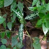 Aglaonema pictum"Tricolor"AT from Tigalingga【AZ0119-1h】ボッチ