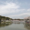 明石城公園の桜