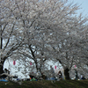 ど根性桜