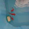 春を感じて泳ぎ始めた水泡眼たち
